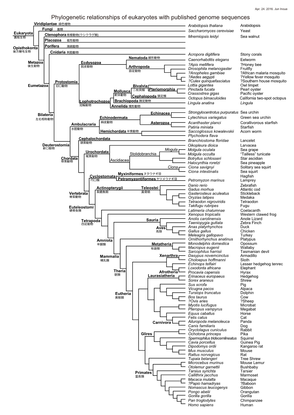 Phylogenetic Relationships of Eukaryotes with Published Genome