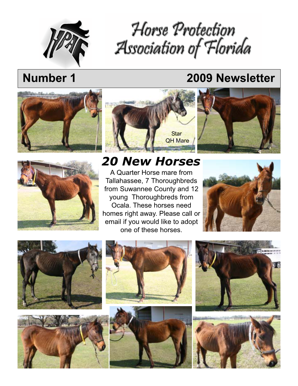 Number 1 2009 Newsletter 20 New Horses