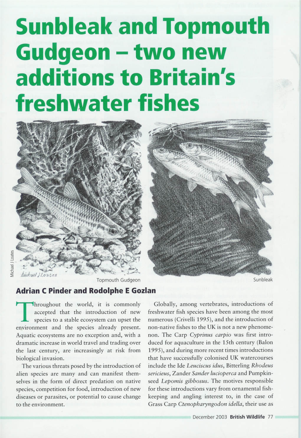 Gudgeon- Two New Additions to Britain's Freshwater Fishes