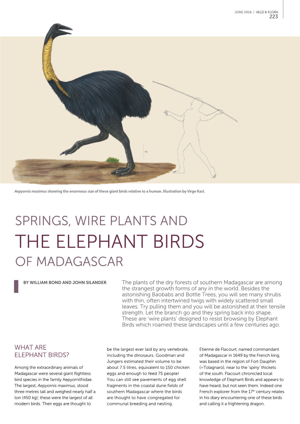 The Elephant Birds of Madagascar