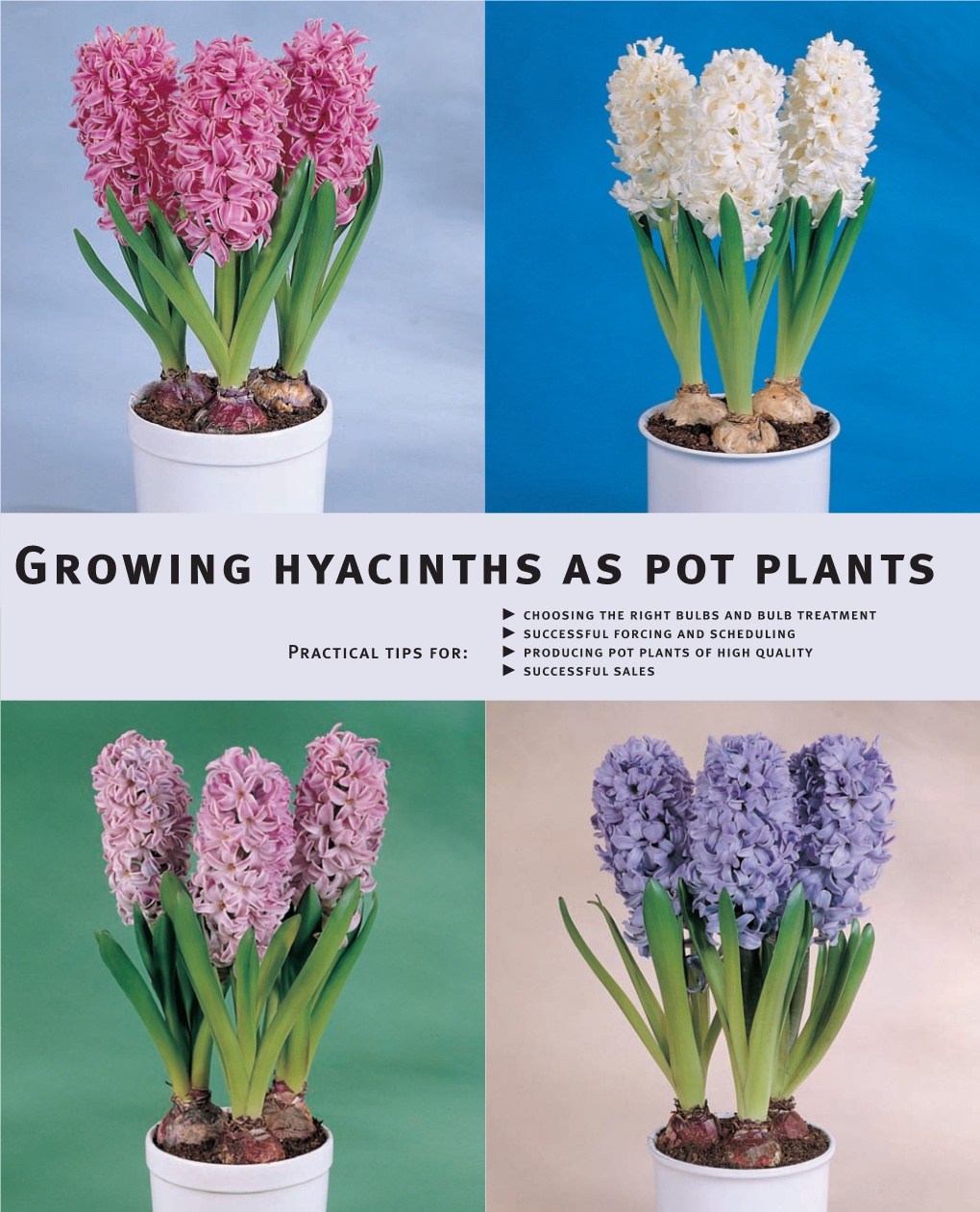 Growing Hyacinths As Pot Plants