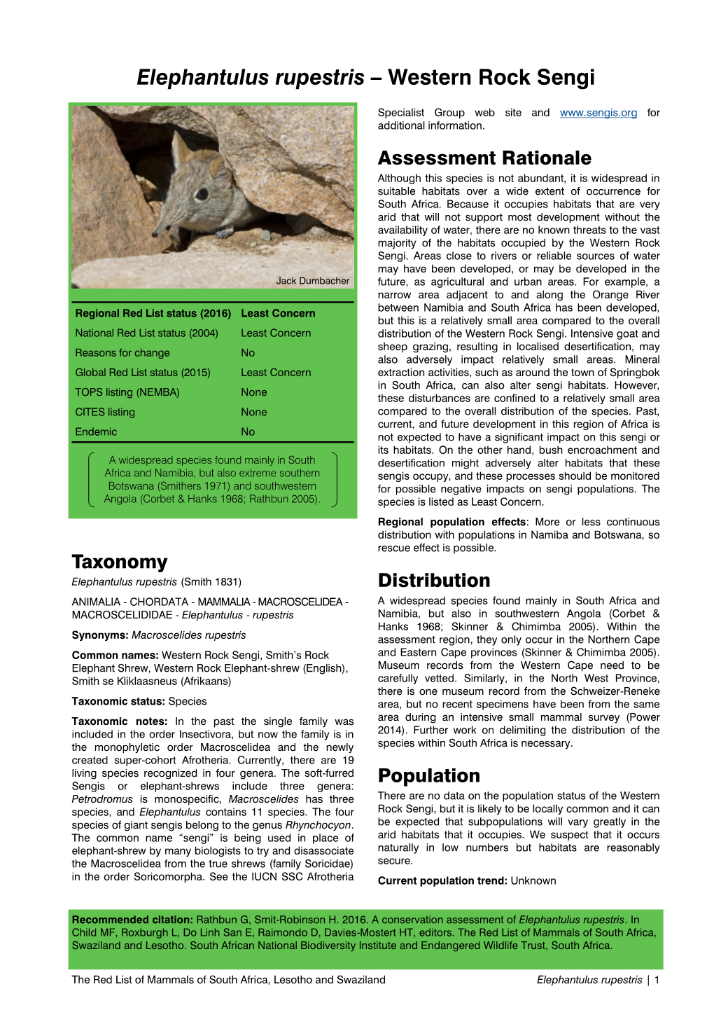 Elephantulus Rupestris – Western Rock Sengi