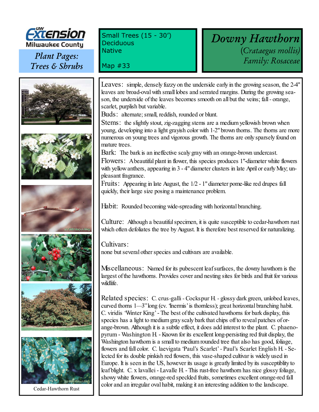 Downy Hawthorn Native (Crataegus Mollis) Plant Pages: Family: Rosaceae Trees & Shrubs Map #33