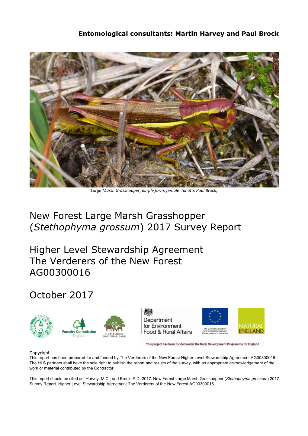 New Forest Large Marsh Grasshopper (Stethophyma Grossum) 2017 Survey Report