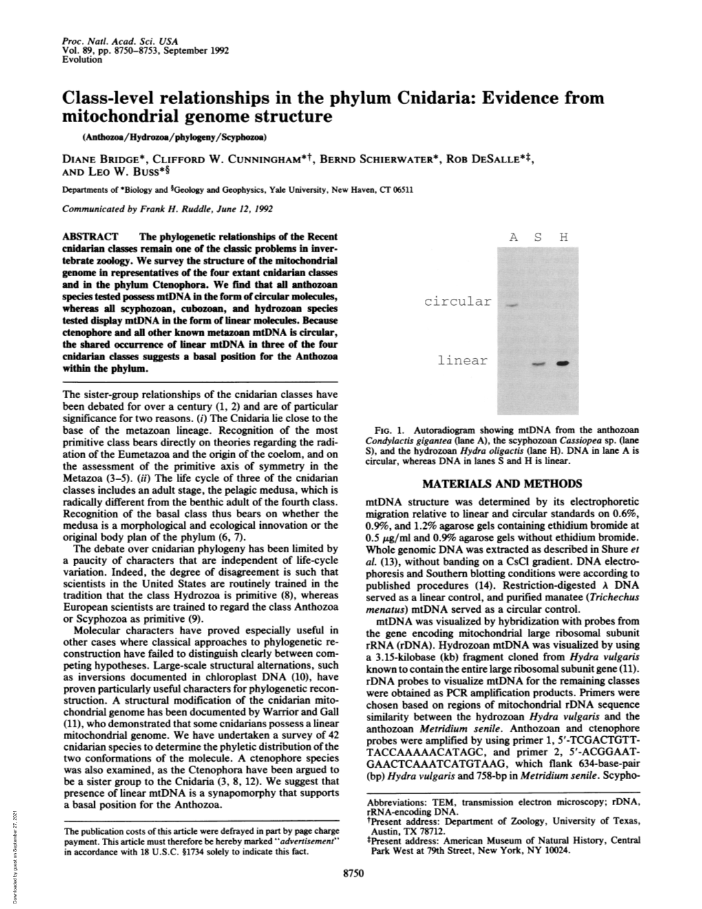 Class-Level Relationships in the Phylum Cnidaria: Evidence from Mitochondrial Genome Structure (Anthozoa/Hydrozoa/Phylogeny/Scyphozoa) DIANE BRIDGE*, CLIFFORD W