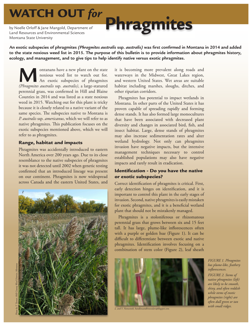 Phragmites Land Resources and Environmental Sciences Montana State University