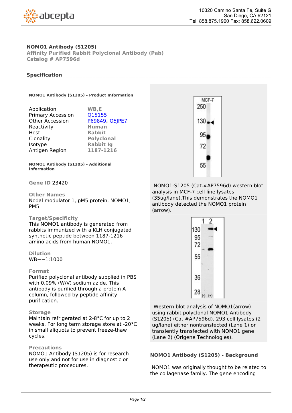 NOMO1 Antibody (S1205) Affinity Purified Rabbit Polyclonal Antibody (Pab) Catalog # Ap7596d