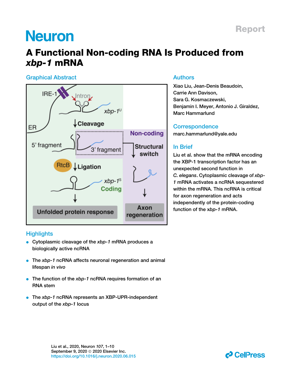 A Functional Non-Coding RNA Is Produced from Xbp-1 Mrna