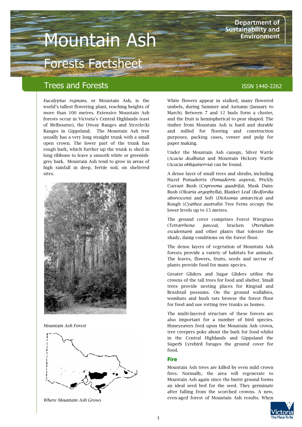 Mountain Ash Forests Factsheet