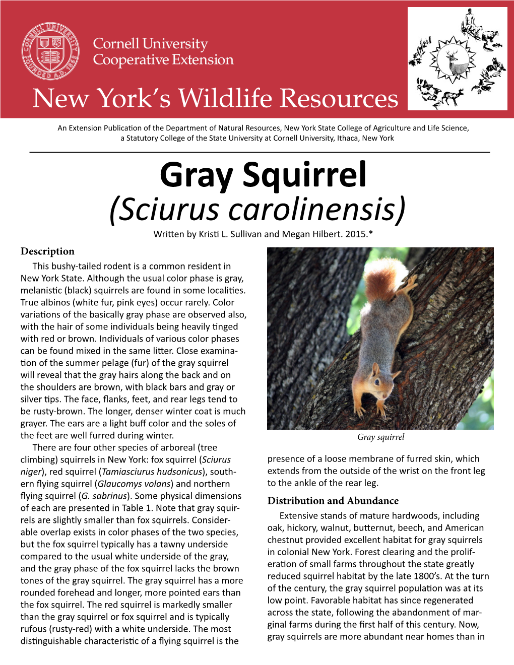 Gray Squirrel (Sciurus Carolinensis) Written by Kristi L