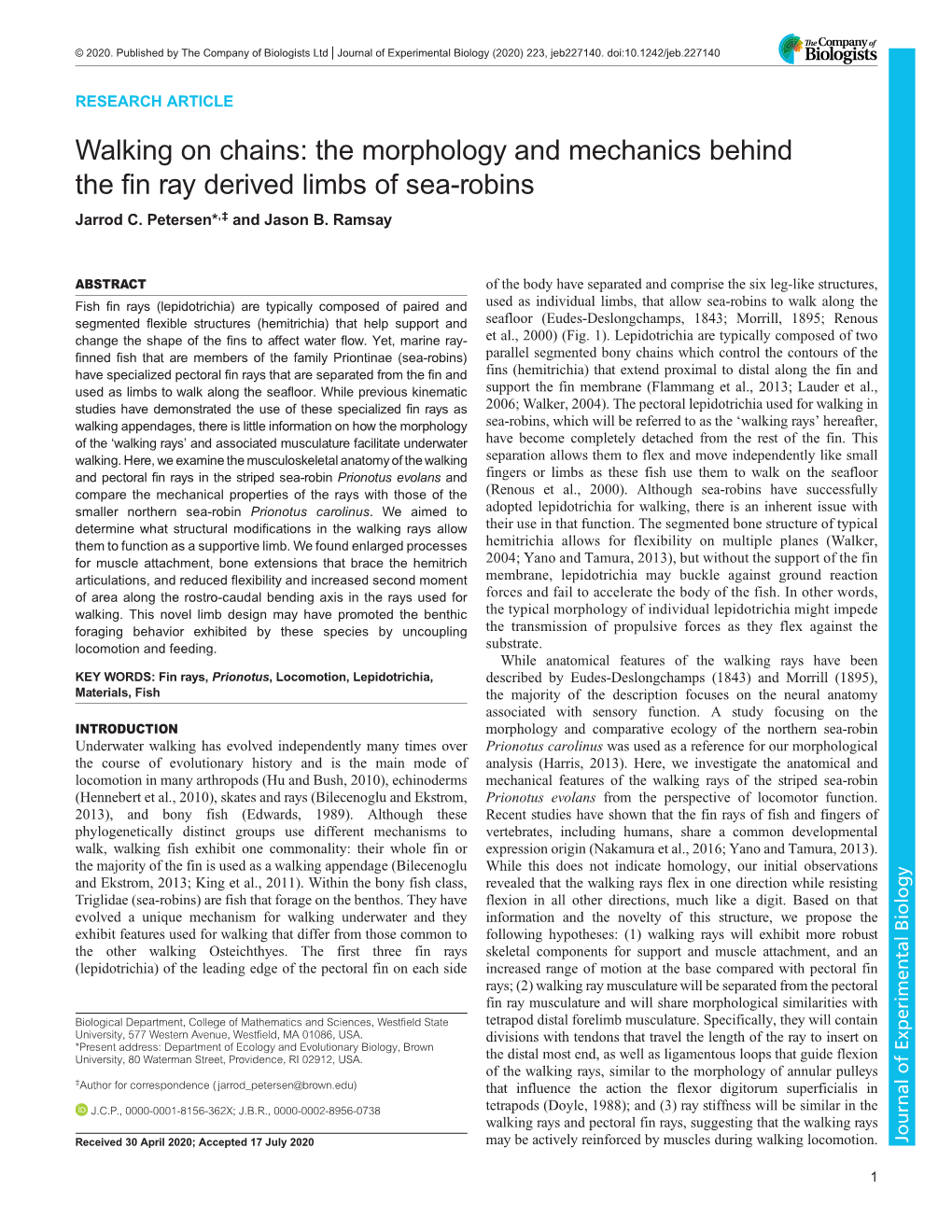 Walking on Chains: the Morphology and Mechanics Behind the Fin Ray Derived Limbs of Sea-Robins Jarrod C