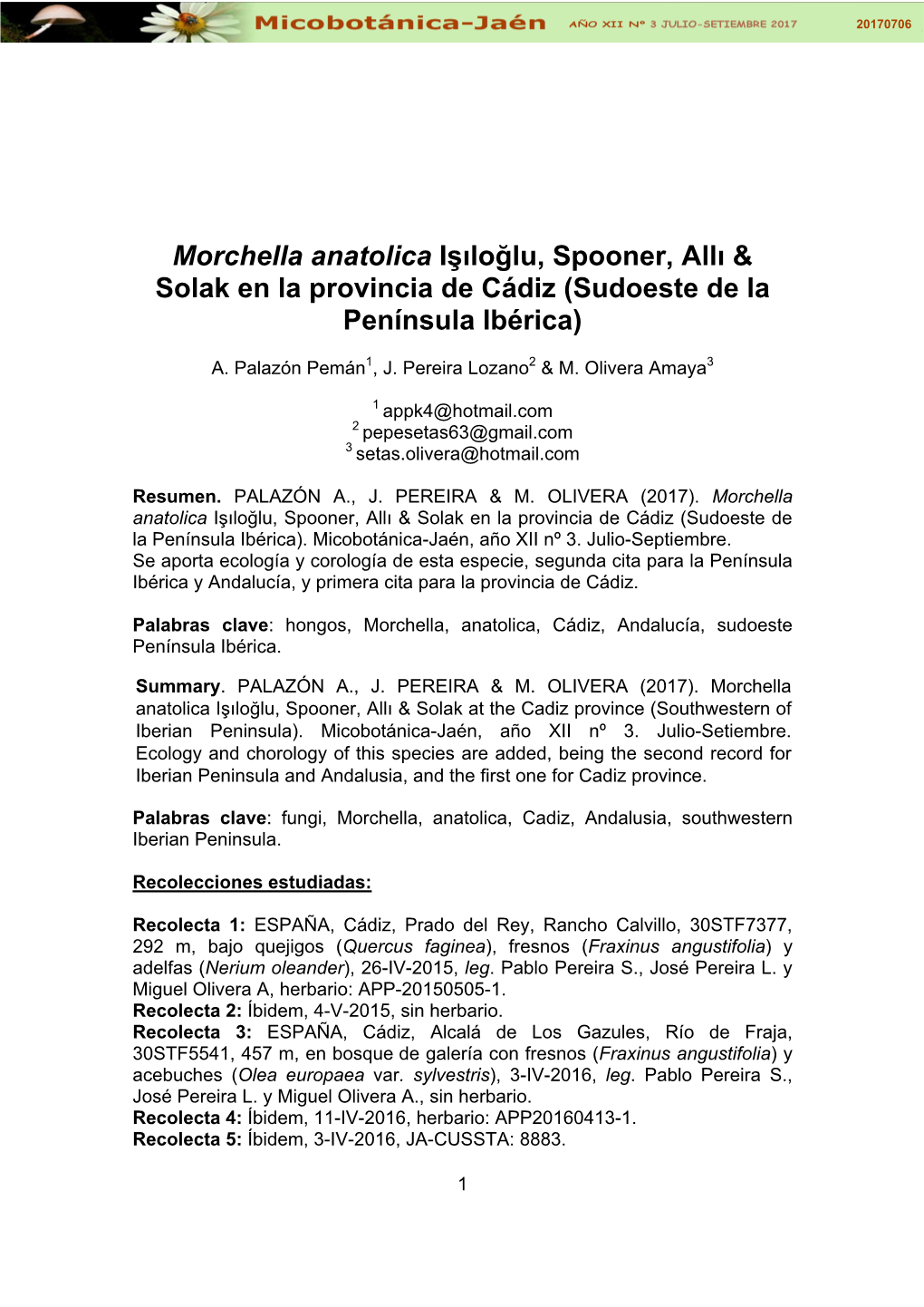 Morchella Anatolica Işıloğlu, Spooner, Allı & Solak En La Provincia De Cádiz