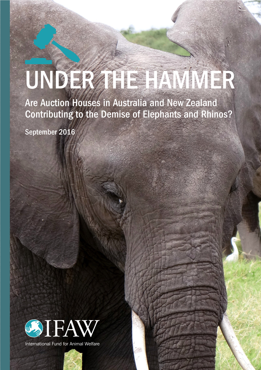 IFAW Under the Hammer