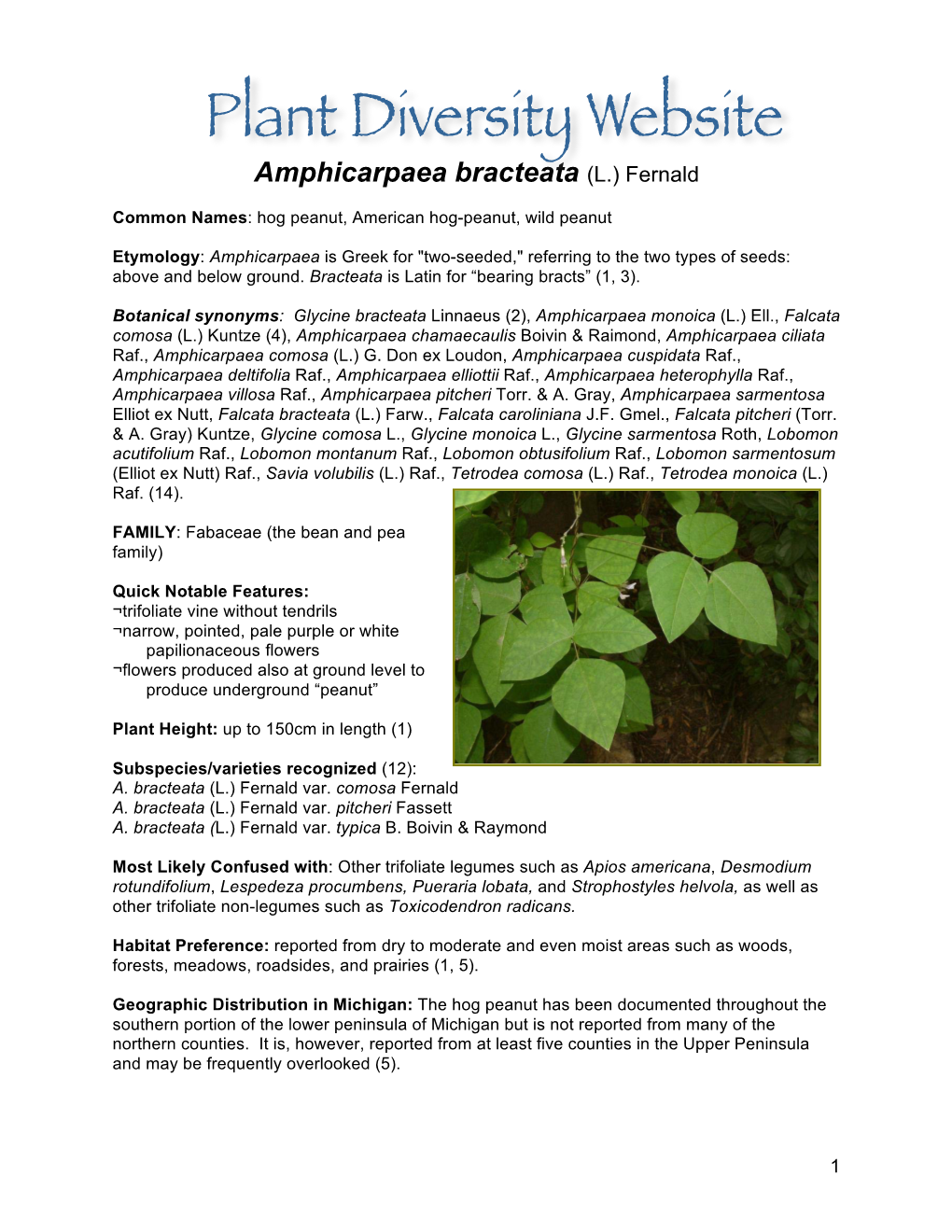 Amphicarpaea Bracteata (L.) Fernald