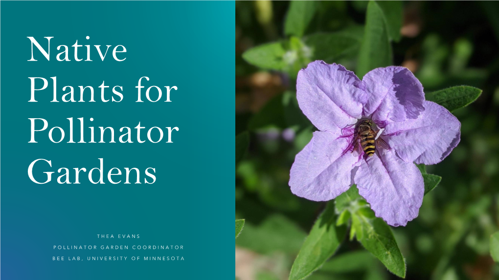 Native Plants for Pollinator Gardens