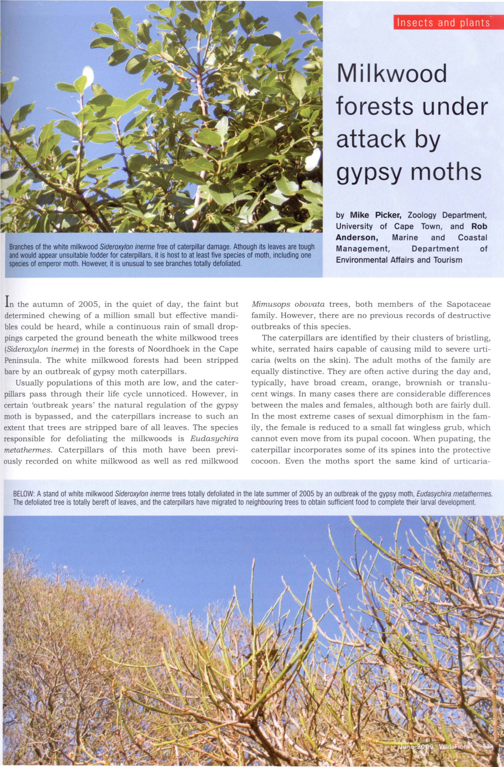 Milkwood Forests Under Attack by Gypsy Moths