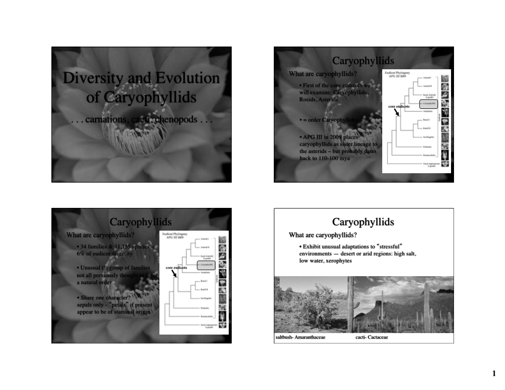 Diversity and Evolution of Caryophyllids