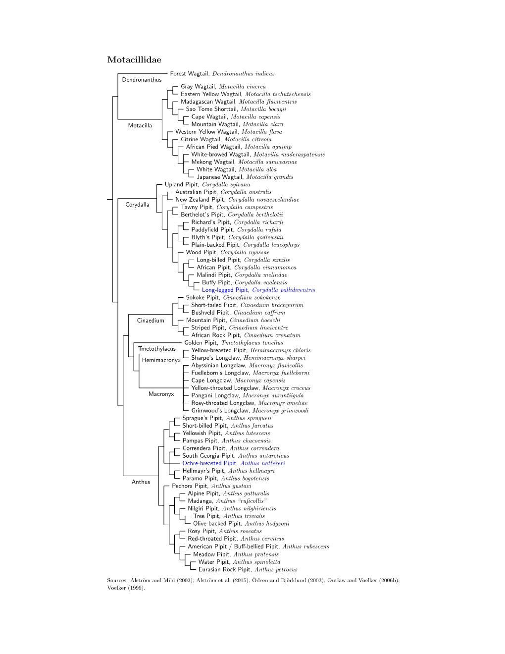 Motacillidae.Pdf