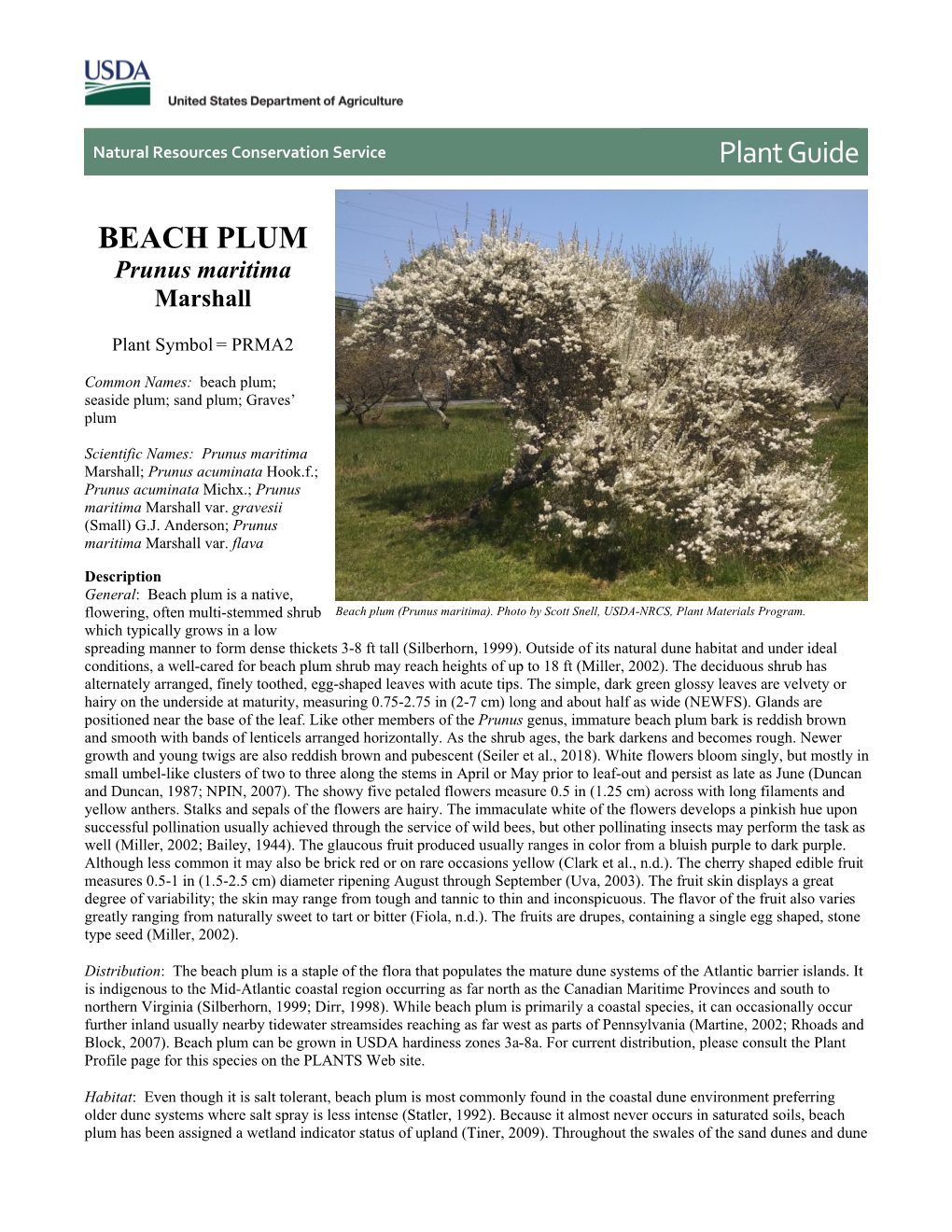 Beach Plum (Prunus Maritima) Plant Guide