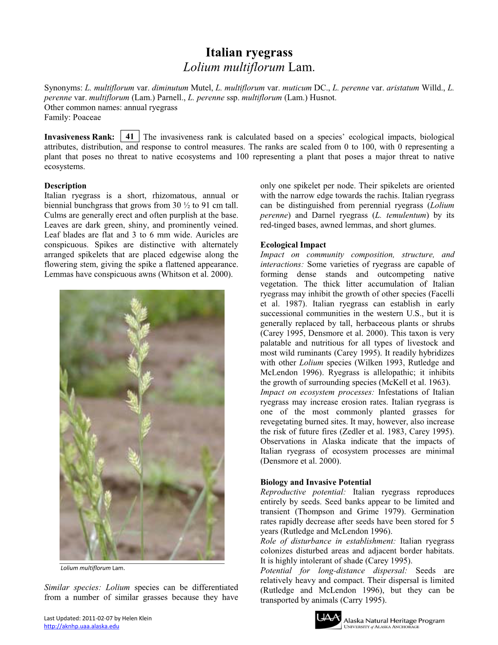 Italian Ryegrass Lolium Multiflorum Lam