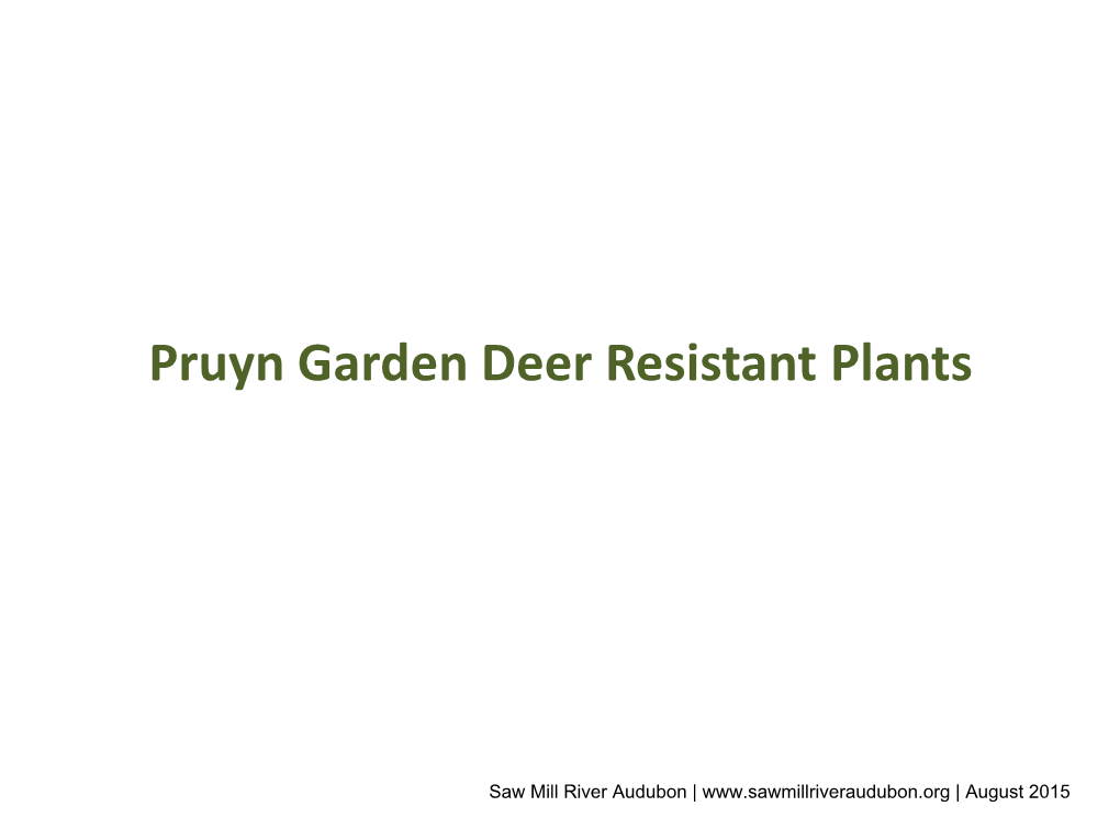 Pruyn Garden Deer Resistant Plants Coneflower