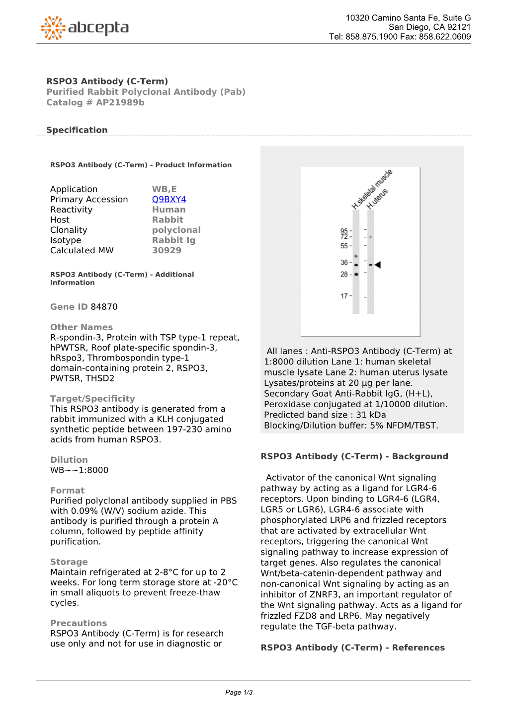 RSPO3 Antibody (C-Term) Purified Rabbit Polyclonal Antibody (Pab) Catalog # Ap21989b