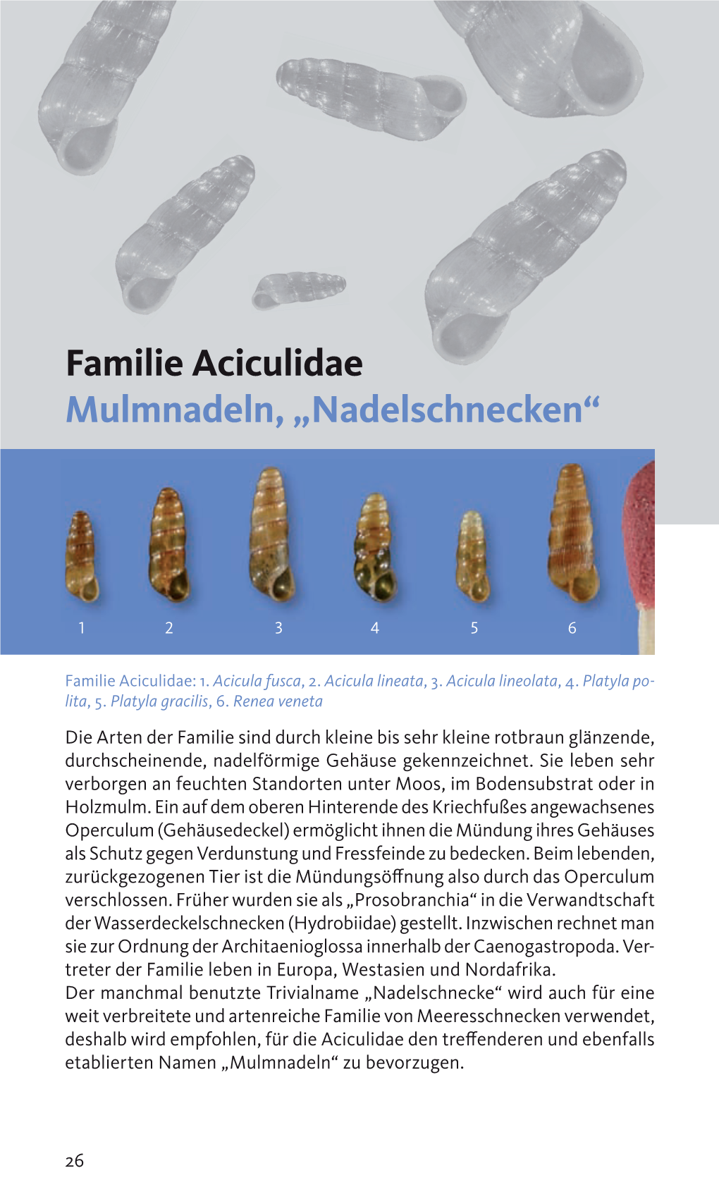 Familie Aciculidae Mulmnadeln, „ Nadelschnecken“