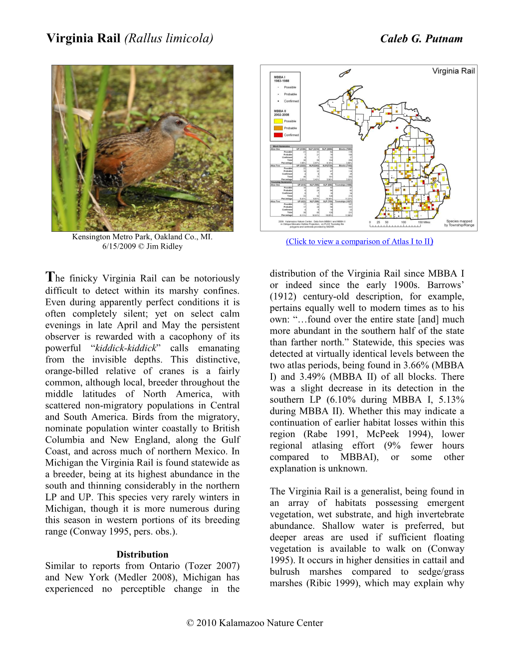 Virginia Rail (Rallus Limicola) Caleb G