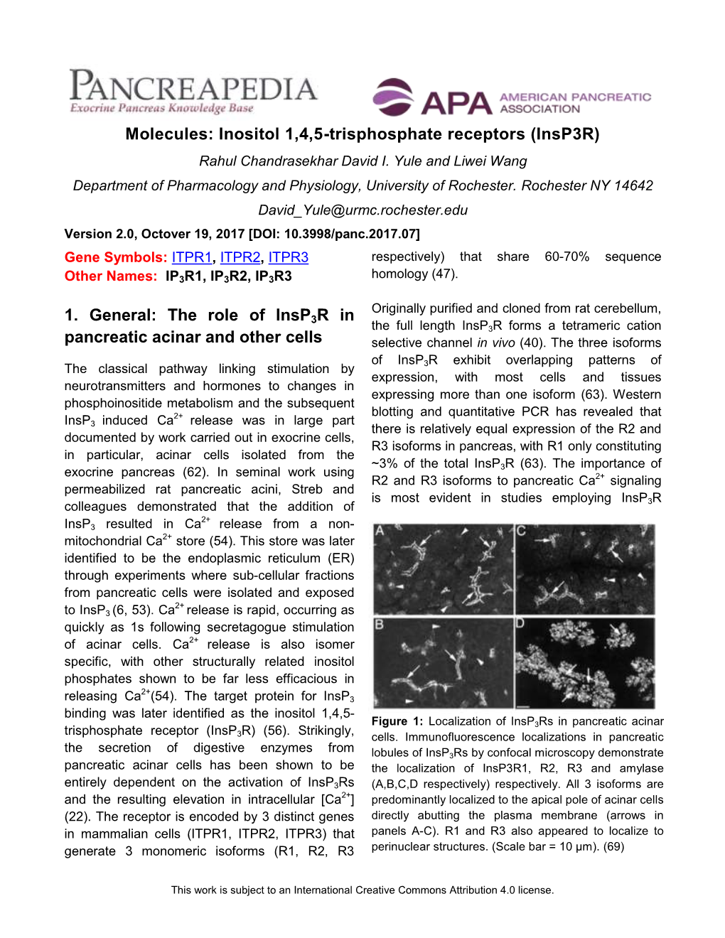 Inositol 1,4,5-Trisphosphate Receptors (Insp3r) Rahul Chandrasekhar David I