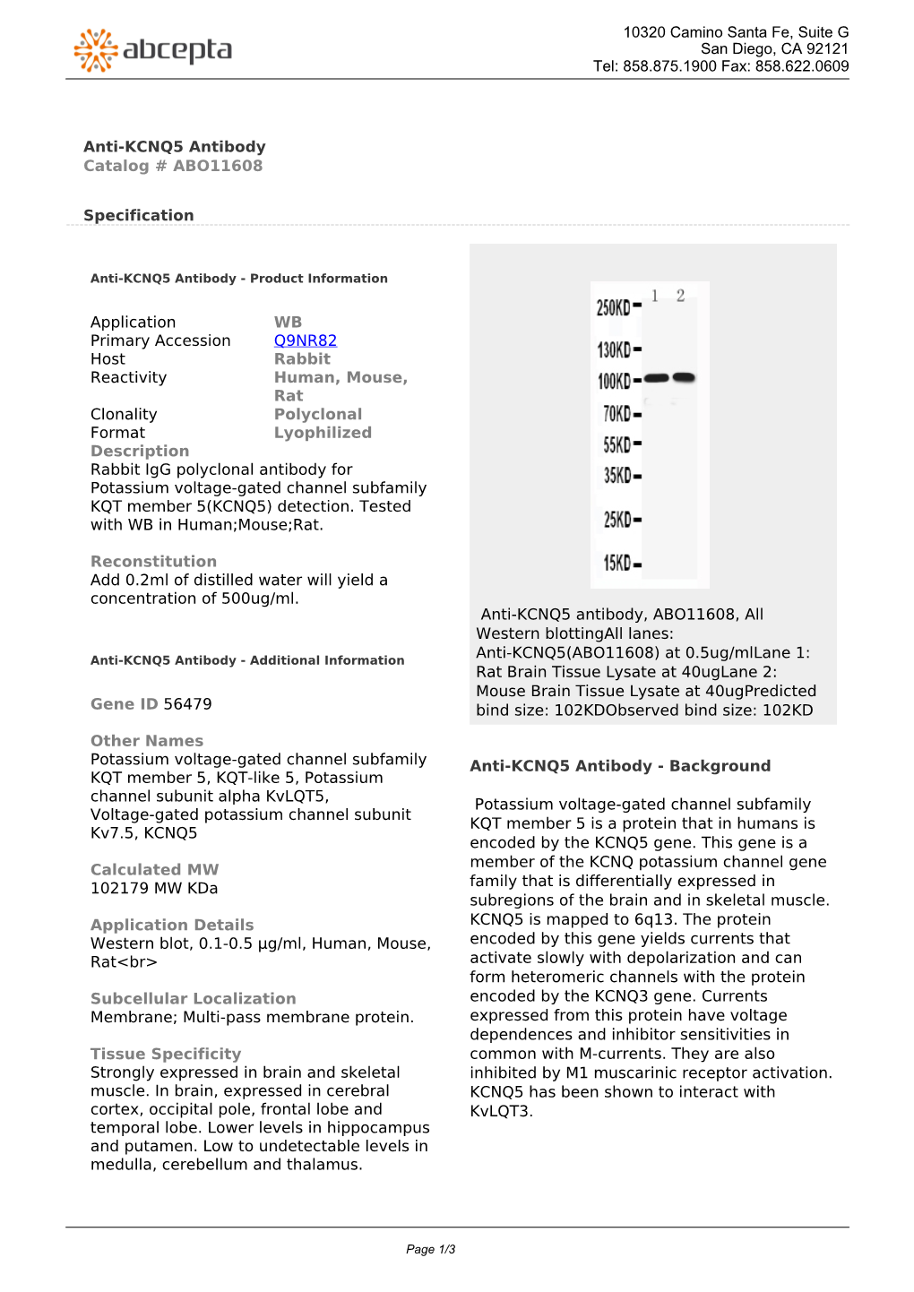 Anti-KCNQ5 Antibody Catalog # ABO11608