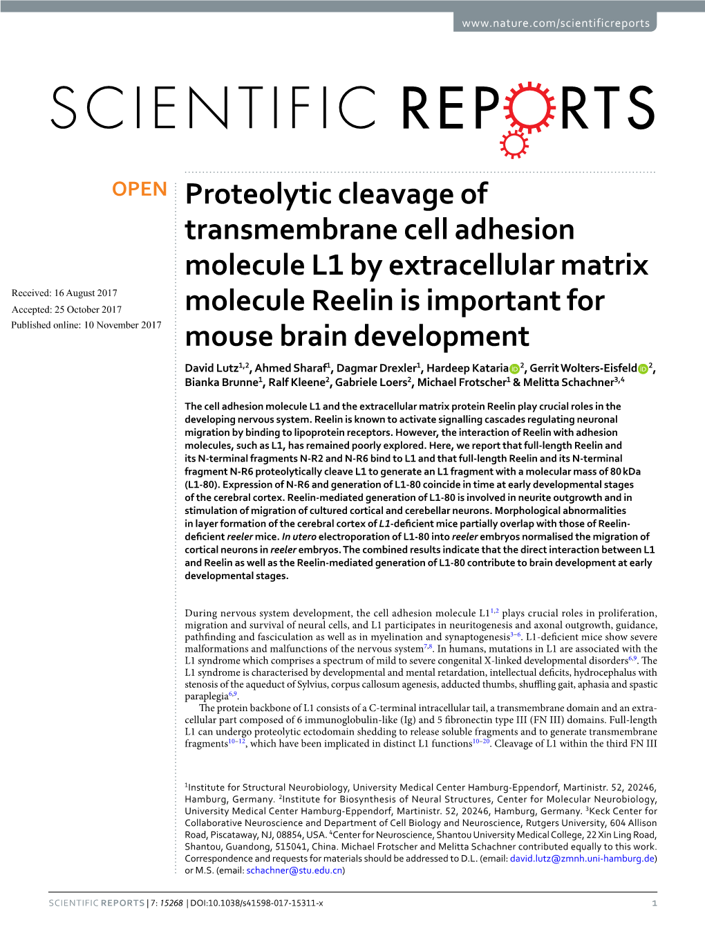 Proteolytic Cleavage of Transmembrane Cell Adhesion