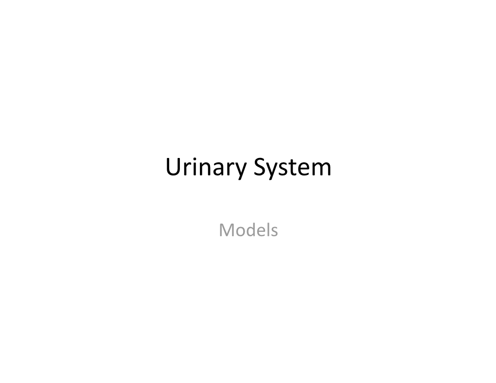 Urinary System