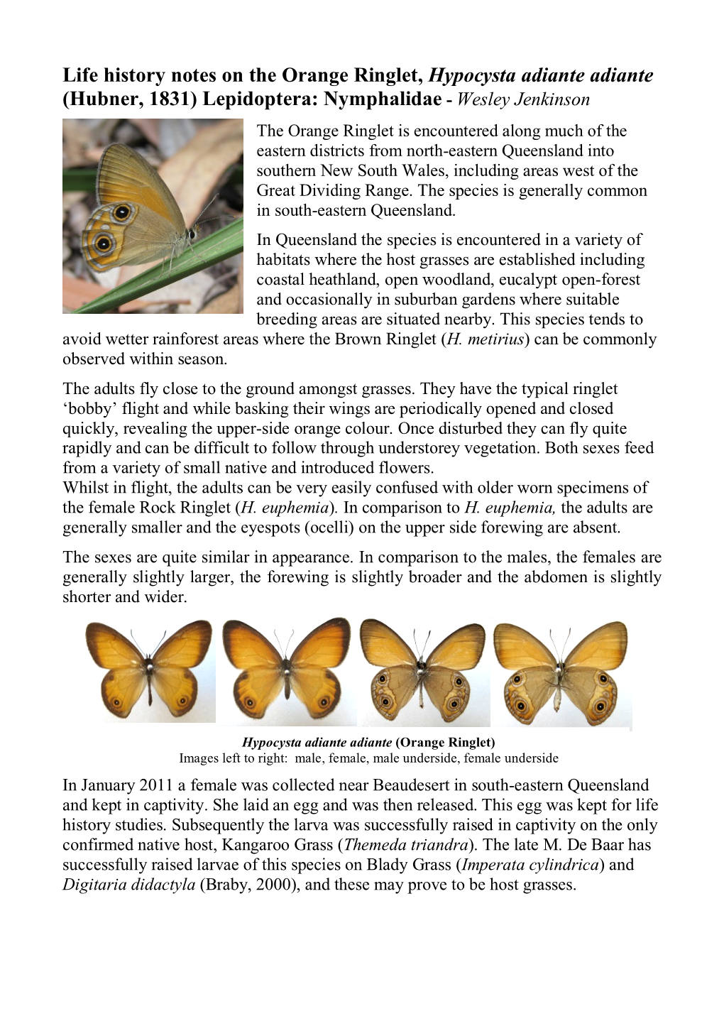 Life History Notes on the Orange Ringlet, Hypocysta Adiante Adiante (Hubner, 1831) Lepidoptera: Nymphalidae - Wesley Jenkinson
