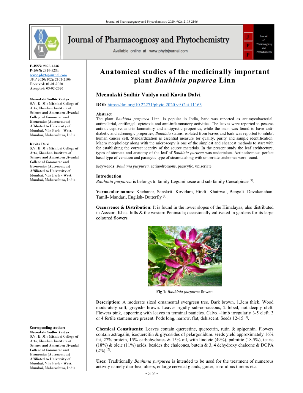 Anatomical Studies of the Medicinally Important Plant Bauhinia Pupurea Linn
