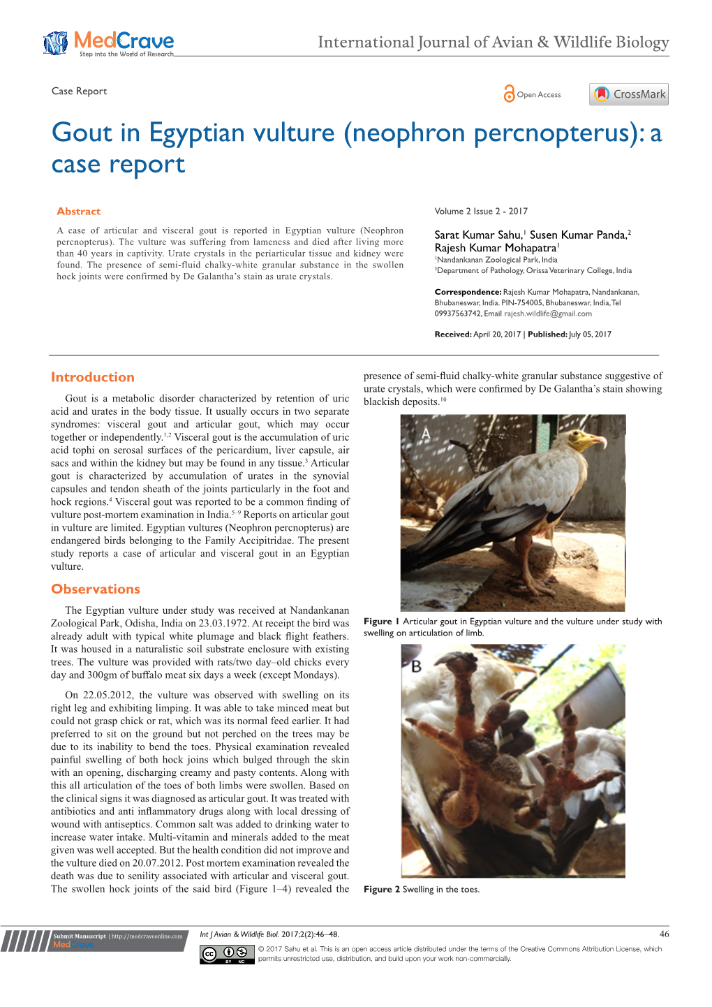 Gout in Egyptian Vulture (Neophron Percnopterus): a Case Report