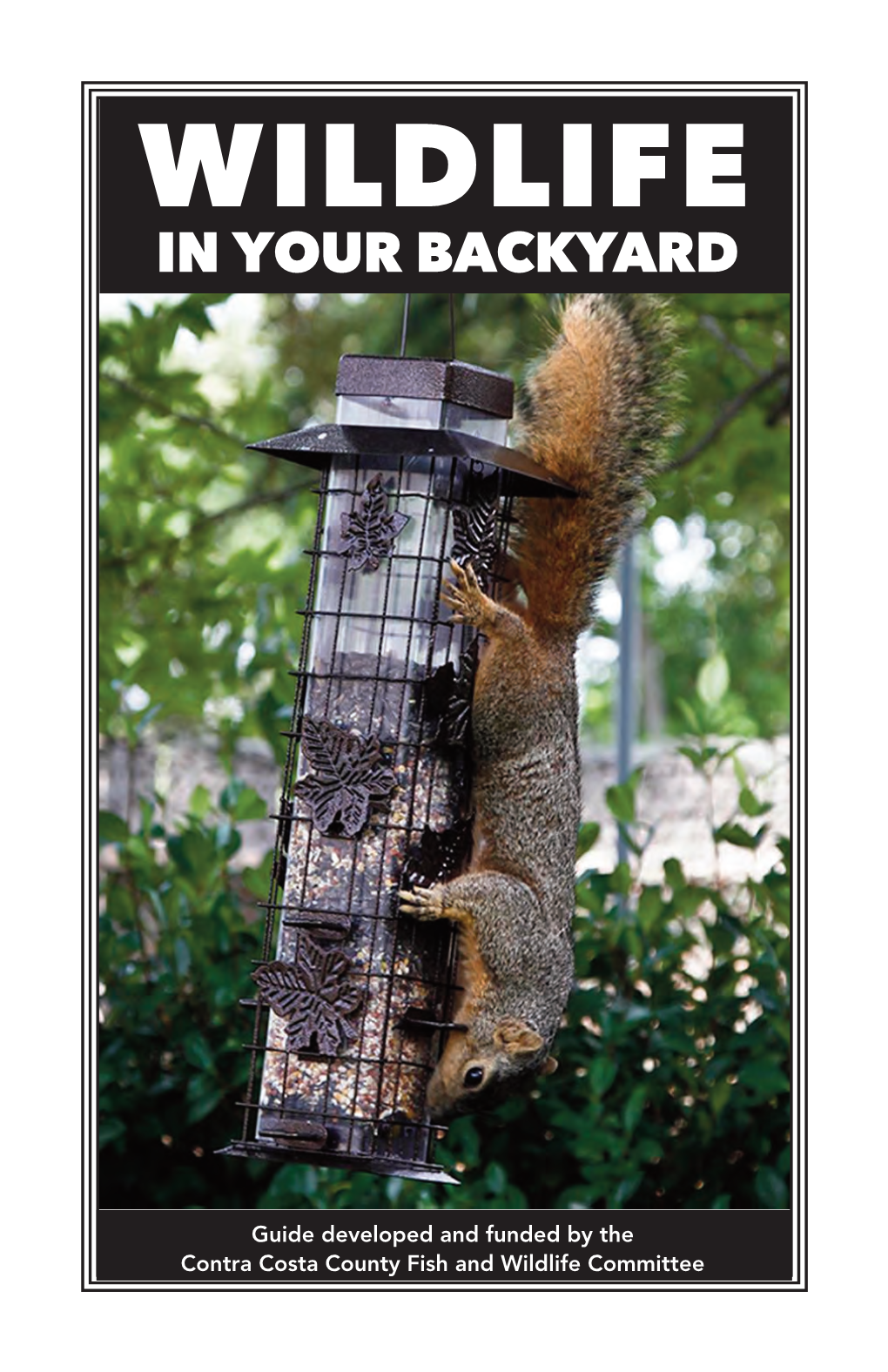 Wildlife in Your Backyard
