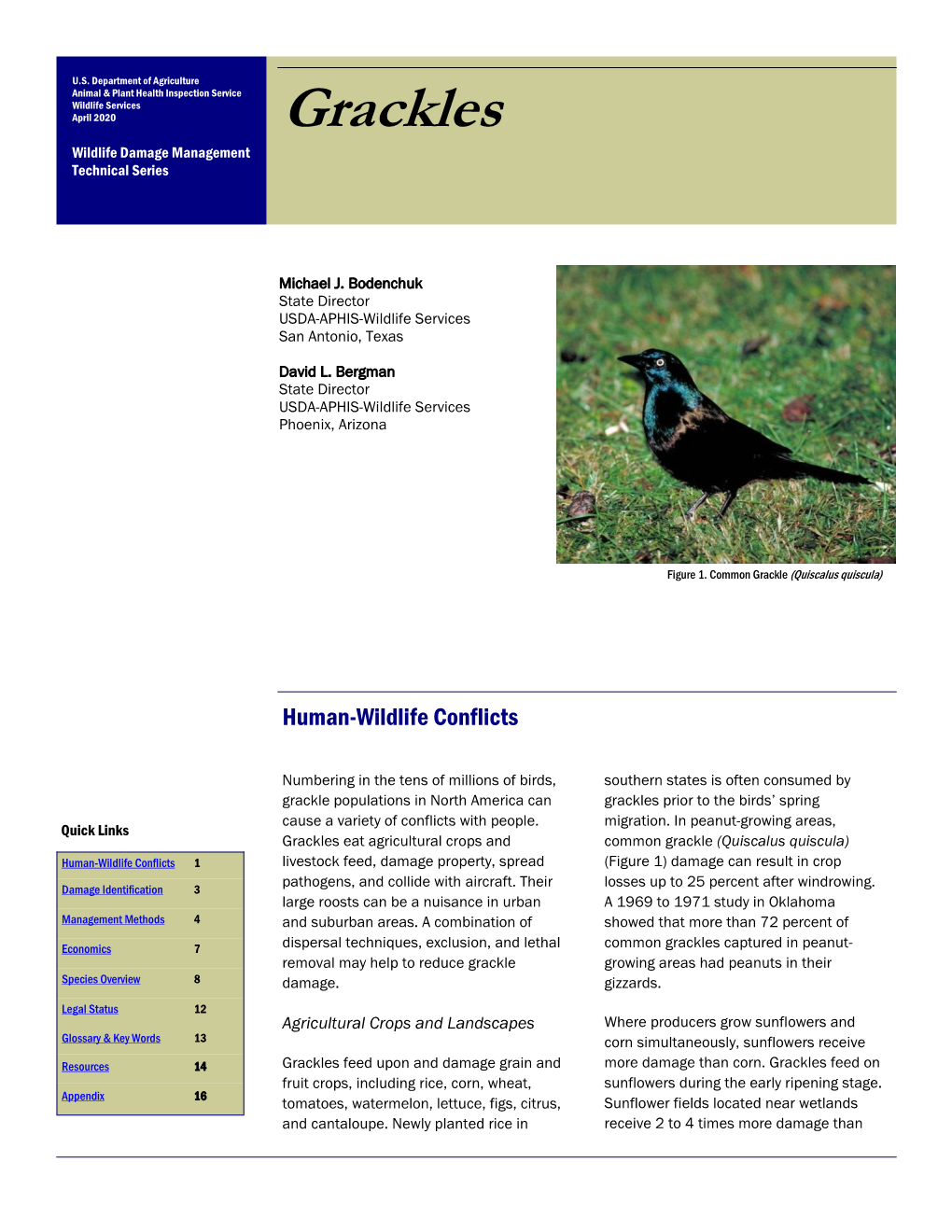 Grackles Wildlife Damage Management Technical Series