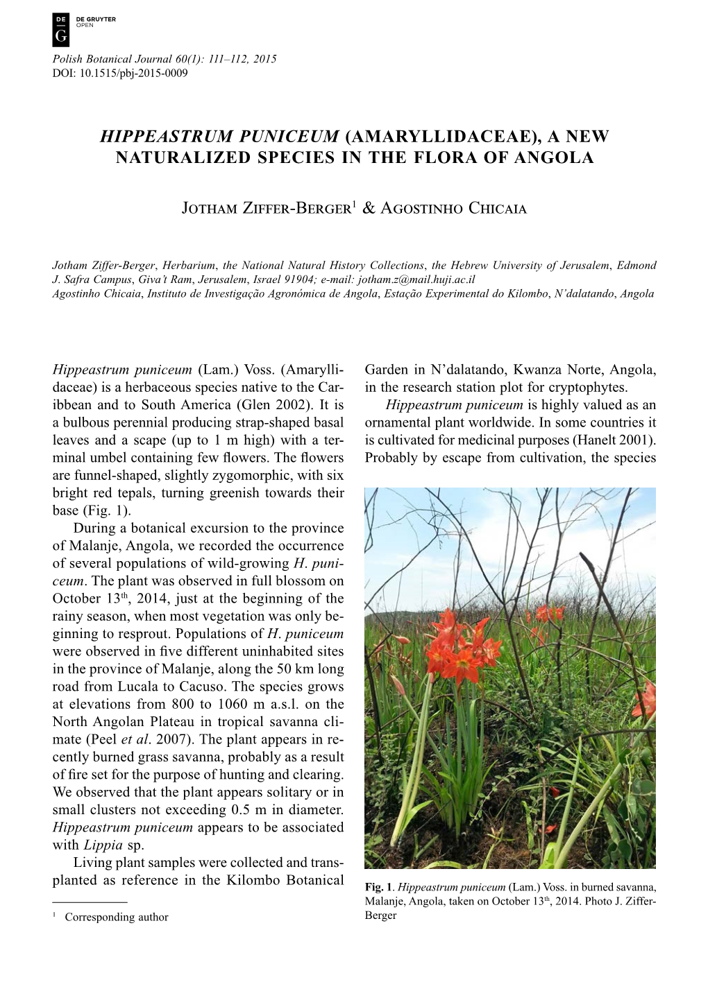 Hippeastrum Puniceum (Amaryllidaceae), a New Naturalized Species in the Flora of Angola