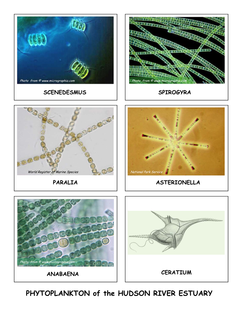 PHYTOPLANKTON of the HUDSON RIVER ESTUARY SPIROGYRA SCENEDESMUS