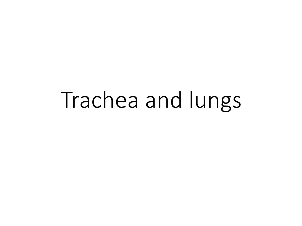 Trachea and Lungs Trachea • the Trachea Is a Flexible Tube That Extends from Vertebral Level CVI (Cricoid Cartilage ) in the Lower Neck to Vertebral Level TIV/V