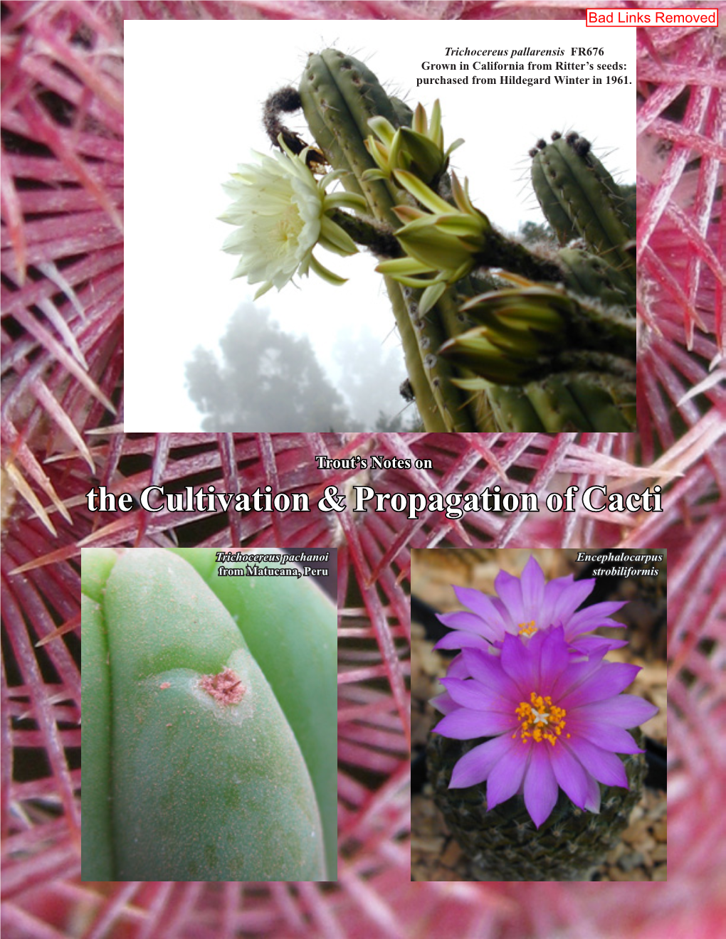The Cultivation & Propagation of Cacti