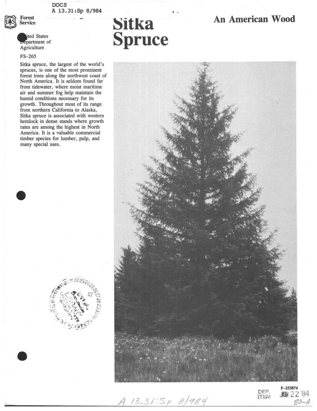 Sitka Spruce, the Largest of the World's Spruces, Is One of the Most Prominent Forest Trees Along the Northwest Coast of North America