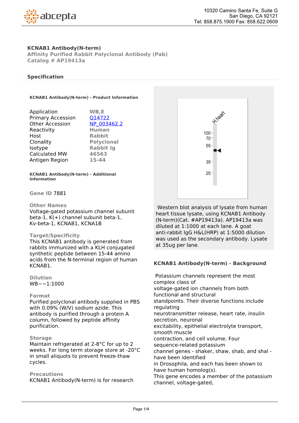 KCNAB1 Antibody(N-Term) Affinity Purified Rabbit Polyclonal Antibody (Pab) Catalog # Ap19413a