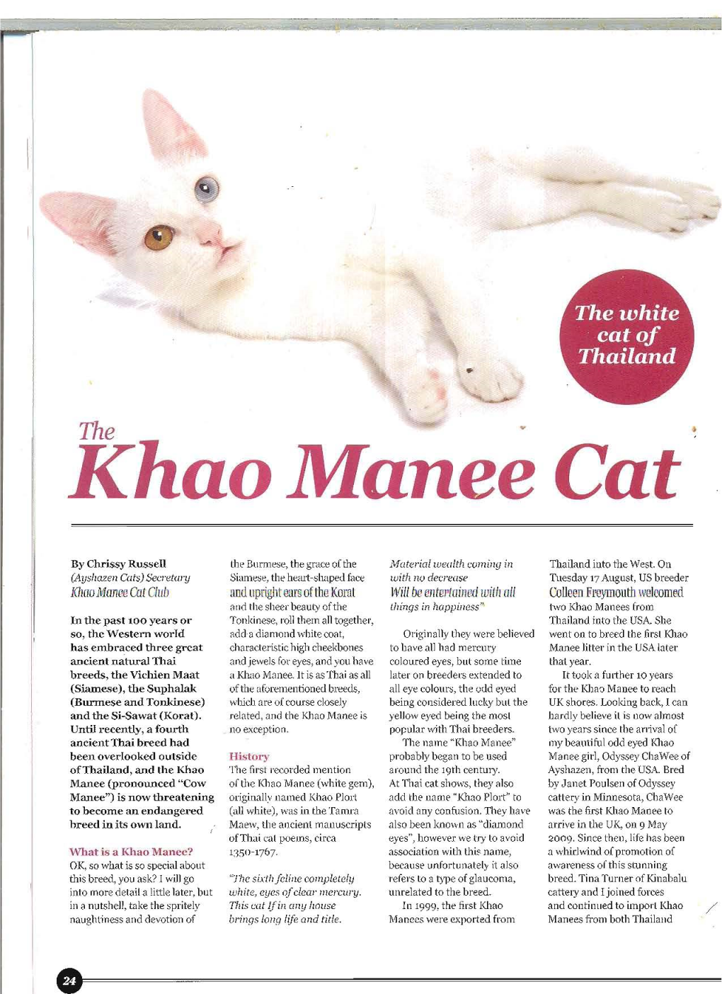Khao Manee Cat