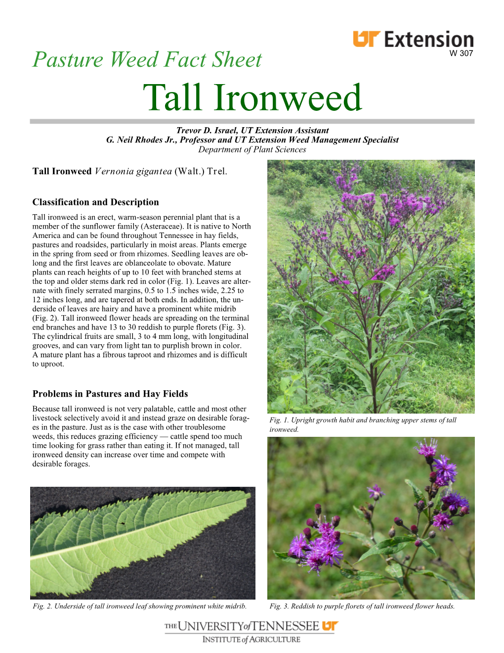 Tall Ironweed Trevor D