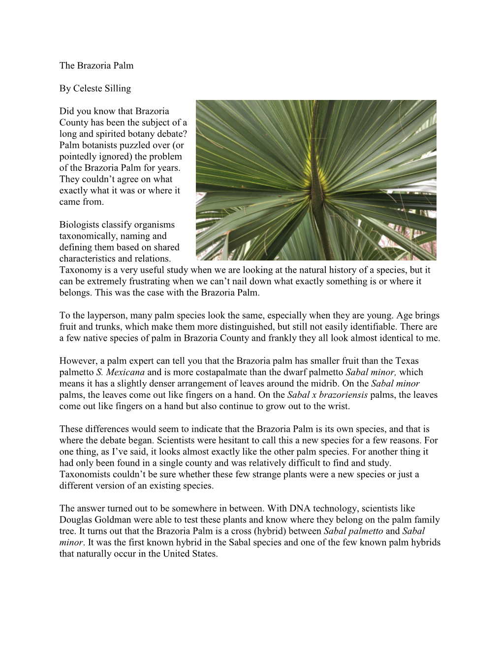 The Brazoria Palm
