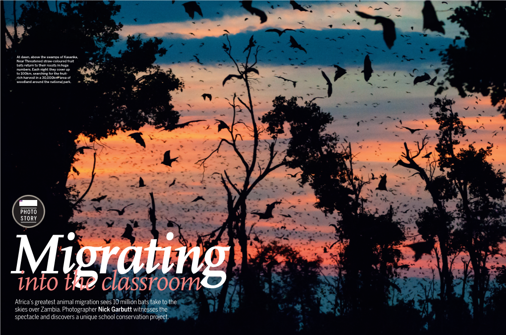 BBC Wildlife Nov 2014 Kasanka Bats