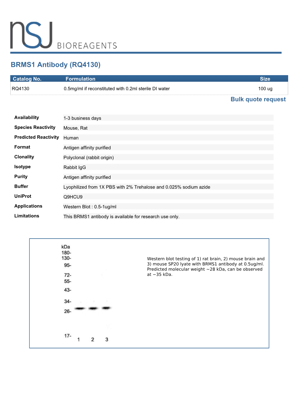 BRMS1 Antibody (RQ4130)
