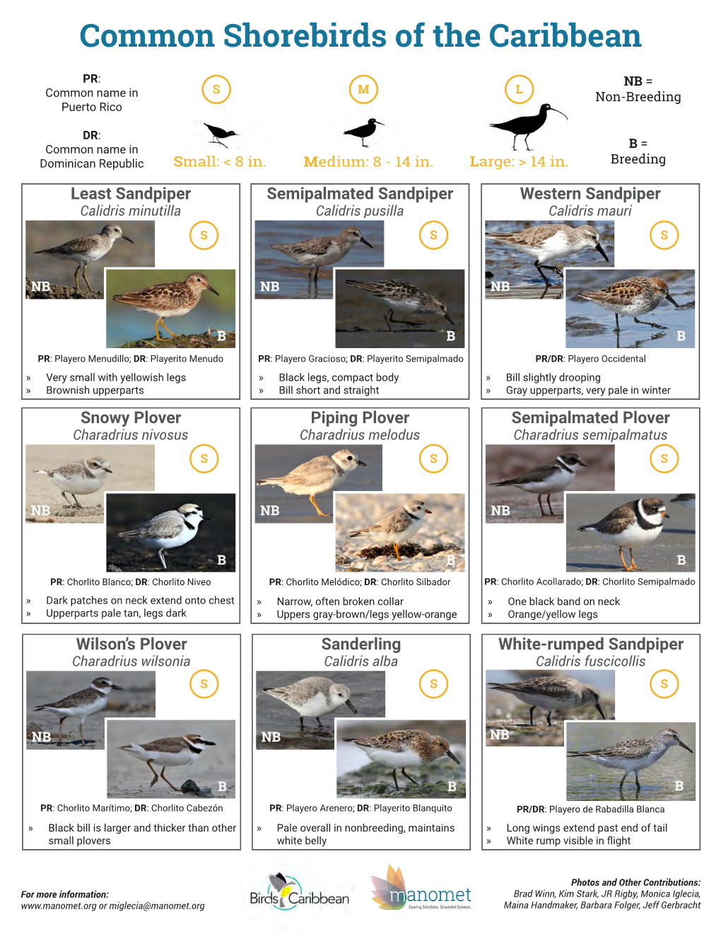 Common Shorebirds of the Caribbean