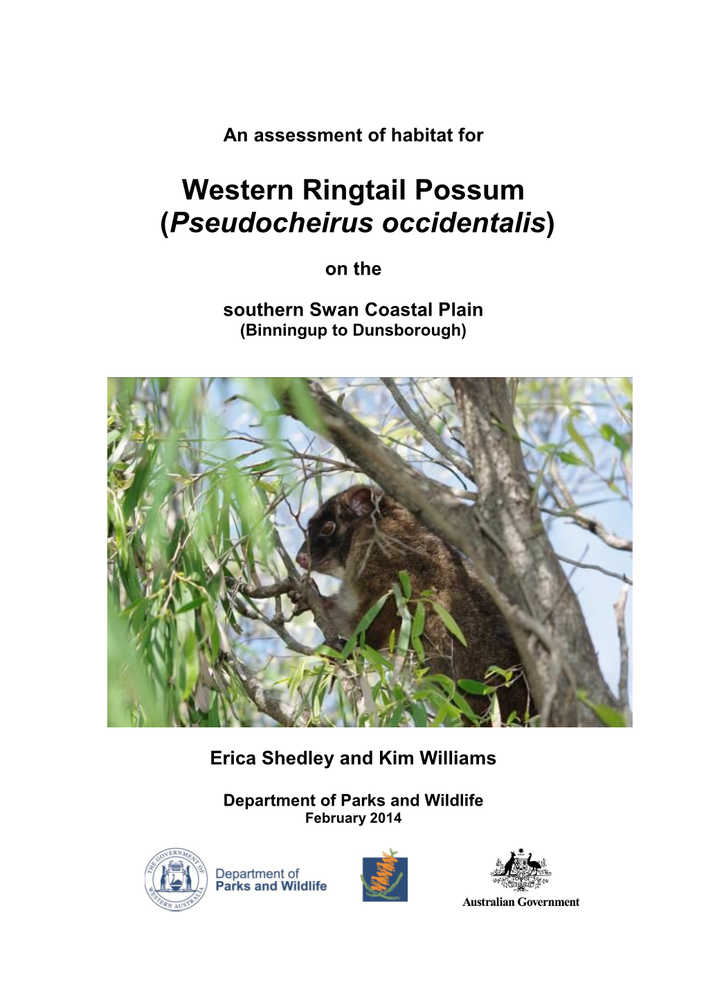 Western Ringtail Possum (Pseudocheirus Occidentalis)